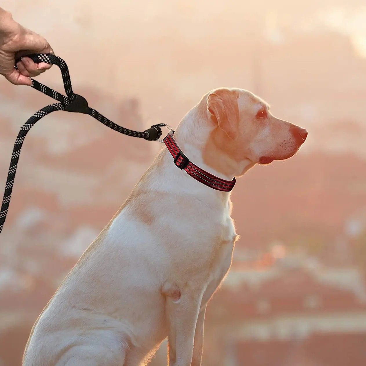 Custom Nylon Heavy Duty Rope Pet Training Leash 150cm 5 FT Slip Dog Leash