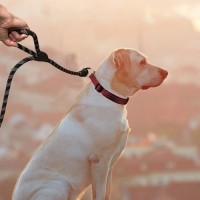 Custom Nylon Heavy Duty Rope Pet Training Leash 150cm 5 FT Slip Dog Leash